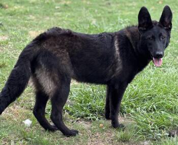 Labrador Retriever and Shepherd Dogs Available for Adoption in Brookshire, Texas - L’Oreal | PetCurious