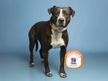 RHEA RIPLEY -  Pit Bull Terrier Dog for Adoption in Phoenix, Arizona - RHEA RIPLEY | PetCurious