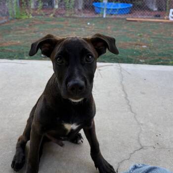 Ash -  Mixed Breed Dog for Adoption - Ash | PetCurious