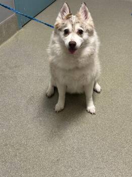 Pomeranian and Siberian Husky Dogs Available for Adoption in Las Vegas, Nevada - TINA | PetCurious