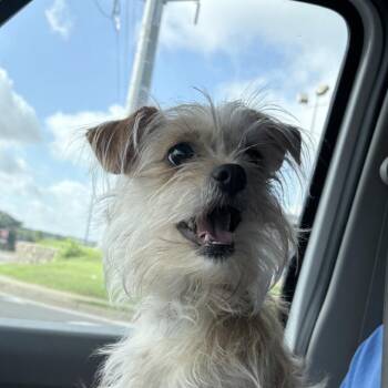 Princess -  Yorkshire Terrier and Shih Tzu Dog for Adoption in Tyler, Texas - Princess | PetCurious