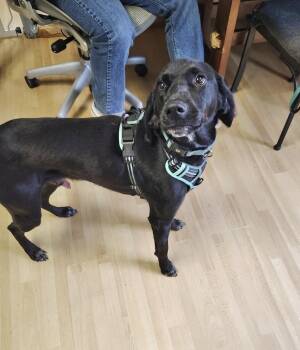 Labrador Retriever Dogs Available for Adoption in Manchester, Connecticut - Oliver | PetCurious