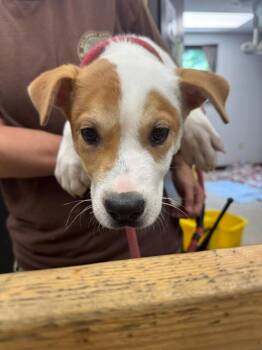 Marshall -  Jack Russell Terrier and Mixed Breed Dog for Adoption in Saint Clairsville, Ohio - Marshall | PetCurious