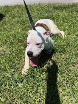 CHICO -  American Bulldog Dog for Adoption in Doral, Florida - CHICO | PetCurious