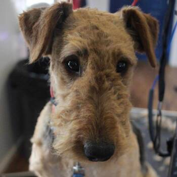 Mixed Breed Dogs Available for Adoption in Mentor, Ohio - Ruby | PetCurious