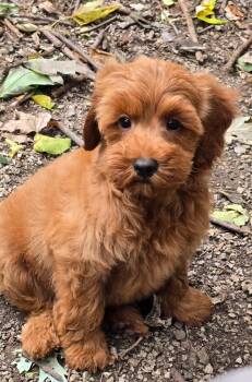 Dandy -  Golden Retriever and Poodle Dog for Adoption in Overland Park, Kansas - Dandy | PetCurious