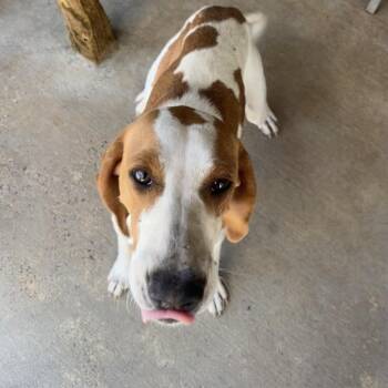 Hound Dogs Available for Adoption in Parrish, Alabama - Lonna | PetCurious