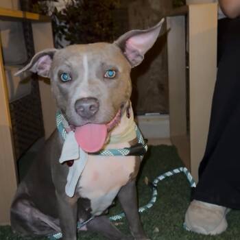 Rescue American Staffordshire Terrier Dogs for Adoption in Houston, Texas - Harmony | PetCurious