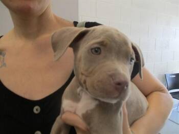 A384467 -  Staffordshire Bull Terrier Dog for Adoption in Ocala, Florida - A384467 | PetCurious