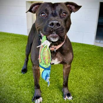 King -  Mixed Breed Dog for Adoption in Englewood, Florida - King | PetCurious