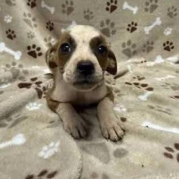 Trixie -  Pit Bull Terrier Dog for Adoption - Trixie | PetCurious