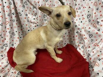 Chihuahua and Mixed Breed Dogs Available for Adoption - A606940 | PetCurious