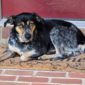 Angel - At shelter available 10/16 -  Australian Cattle Dog Blue Heeler Dog for Adoption in Rustburg, Virginia - Angel - At Shelter Available 10/16 | PetCurious