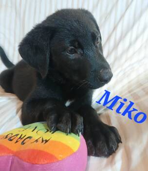 German Shepherd Dog Dogs Available for Adoption in Rome, Georgia - Miko | PetCurious