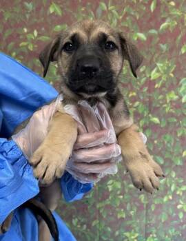 Raleigh -  American Staffordshire Terrier and Mixed Breed Dog for Adoption in San Antonio, Texas - Raleigh | PetCurious
