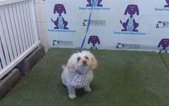 Poodle Dogs Available for Adoption in Orlando, Florida - SOPHIE | PetCurious