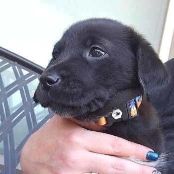 Joplin -  Yellow Labrador Retriever and Great Pyrenees Dog for Adoption in Boerne, Texas - Joplin | PetCurious