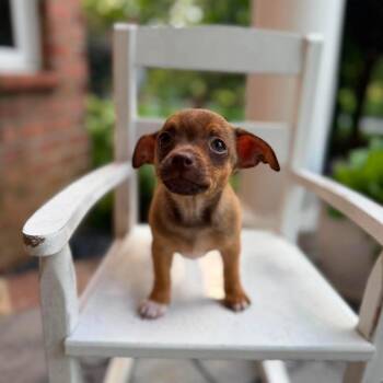 Dale -  Mixed Breed Dog for Adoption in Fredericksburg, Virginia - Dale | PetCurious