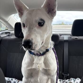 Domino -  Australian Cattle Dog Blue Heeler Dog for Adoption in Jamestown, North Dakota - Domino | PetCurious