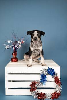 522-26 -  Australian Cattle Dog Blue Heeler Dog for Adoption in Brighton, Colorado - 522-26 | PetCurious