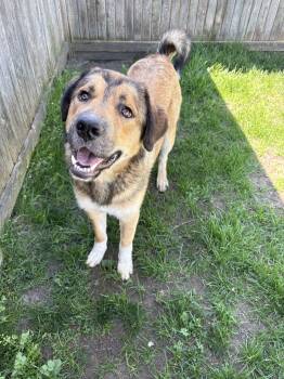 Tundra - ADOPTABLE -  Bernese Mountain Dog and Husky Dog for Adoption in Chilliwack, British Columbia - Tundra - ADOPTABLE | PetCurious