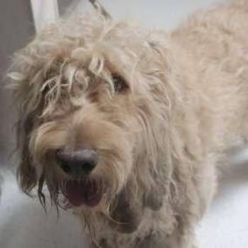 Sailor -  Golden Retriever and Standard Poodle Dog for Adoption in Oceanside, California - Sailor | PetCurious