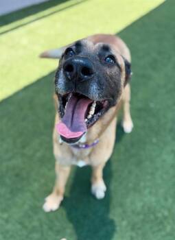 BISCUIT -  Mixed Breed Dog for Adoption in Dallas, Texas - BISCUIT | PetCurious