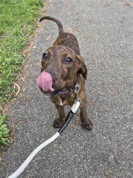 Pit Bull Terrier and Mixed Breed Dogs Available for Adoption in Dayton, Ohio - TIANA | PetCurious