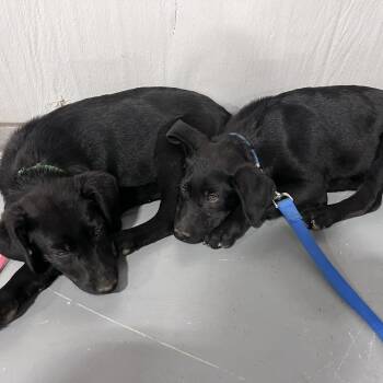 Black Labrador Retriever and Mixed Breed Dogs Available for Adoption in Lenoir, North Carolina - GG(Edwards Litter) | PetCurious