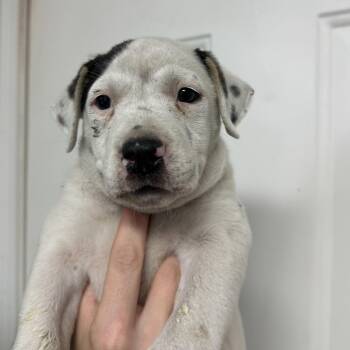 Persephone -  Pit Bull Terrier Dog for Adoption in Columbia, South Carolina - Persephone | PetCurious