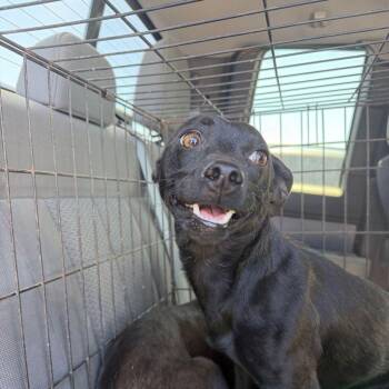 Leopold -  Jack Russell Terrier and Chihuahua Dog for Adoption in Kingman, Arizona - Leopold | PetCurious