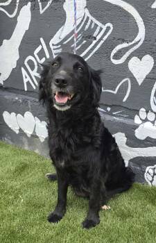 BetTwice (foster needed) -  Flat Coated Retriever and Retriever Dog for Adoption in New York, New York - BetTwice (foster Needed) | PetCurious