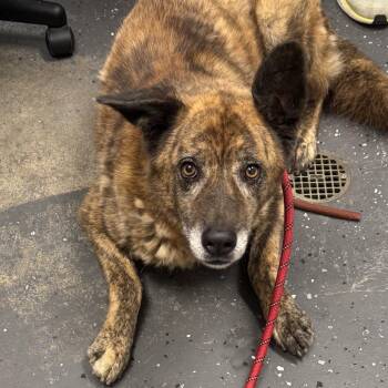 Dingo -  Mixed Breed Dog for Adoption in Columbiana, Alabama - Dingo | PetCurious