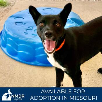 Taylor - Missouri (AG26-99) -  Mixed Breed and None Dog for Adoption in Peyton, Colorado - Taylor - Missouri (AG26-99) | PetCurious
