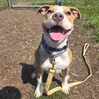 Jewelz -  Pit Bull Terrier and Mixed Breed Dog for Adoption in Champaign, Illinois - Jewelz | PetCurious