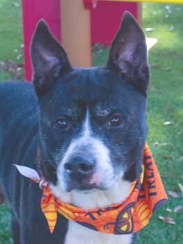 Rescue Terrier Dogs for Adoption in Sanford, Florida - Terry | PetCurious