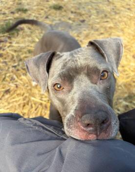 Livie -  Pit Bull Terrier Dog for Adoption in Chicago, Illinois - Livie | PetCurious