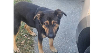 Rescue German Shepherd Dog and Mixed Breed Dogs for Adoption in Ladson, South Carolina - Heidi | PetCurious