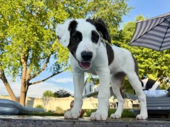 Pistachio -  American Staffordshire Terrier Dog Available for Adoption in Rockland, Wisconsin - Pistachio | PetCurious