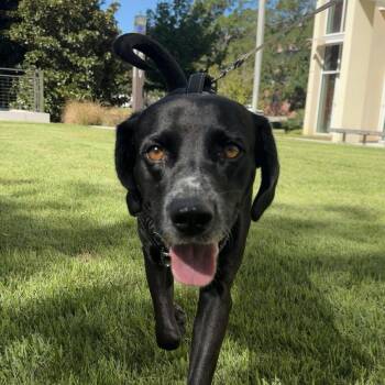 Lincoln -  Labrador Retriever Dog for Adoption in Columbia, South Carolina - Lincoln | PetCurious