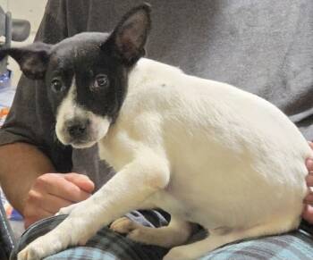 Edena -  Australian Cattle Dog Blue Heeler Dog for Adoption in Minneapolis, Minnesota - Edena | PetCurious