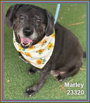 MARLEY (see also DIXIE) -  Labrador Retriever and Beagle Dog for Adoption in Marietta, Georgia - MARLEY (see Also DIXIE) | PetCurious