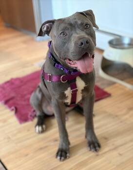 Julien -  American Staffordshire Terrier Dog for Adoption in Wheaton, Illinois - Julien | PetCurious