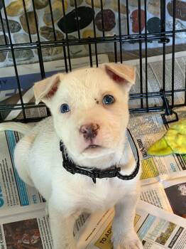 Biggby -  German Shepherd Dog and Husky Dog for Adoption in Indianapolis, Indiana - Biggby | PetCurious