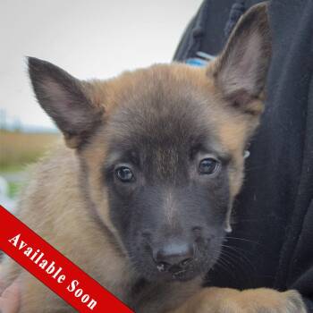 Rescue Belgian Shepherd Malinois Dogs for Adoption in Huntley, Illinois - Toby | PetCurious