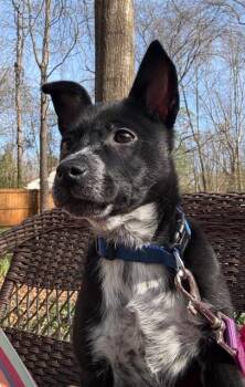 Cattle Dog and Retriever Dogs Available for Adoption - Mighty Mouse | PetCurious
