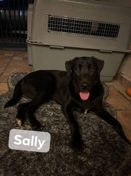Rescue Black Labrador Retriever Dogs for Adoption in Palm Desert, California - Sally | PetCurious