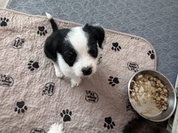 Maltese and Shih Tzu Dogs Available for Adoption in Monroe, North Carolina - Ian | PetCurious