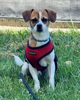 Ryan -  Chihuahua and Terrier Dog for Adoption in Novato, California - Ryan | PetCurious
