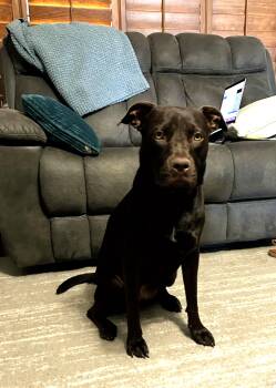 Rescue Labrador Retriever and Pit Bull Terrier Dogs for Adoption in Phoenix, Arizona - Mia | PetCurious